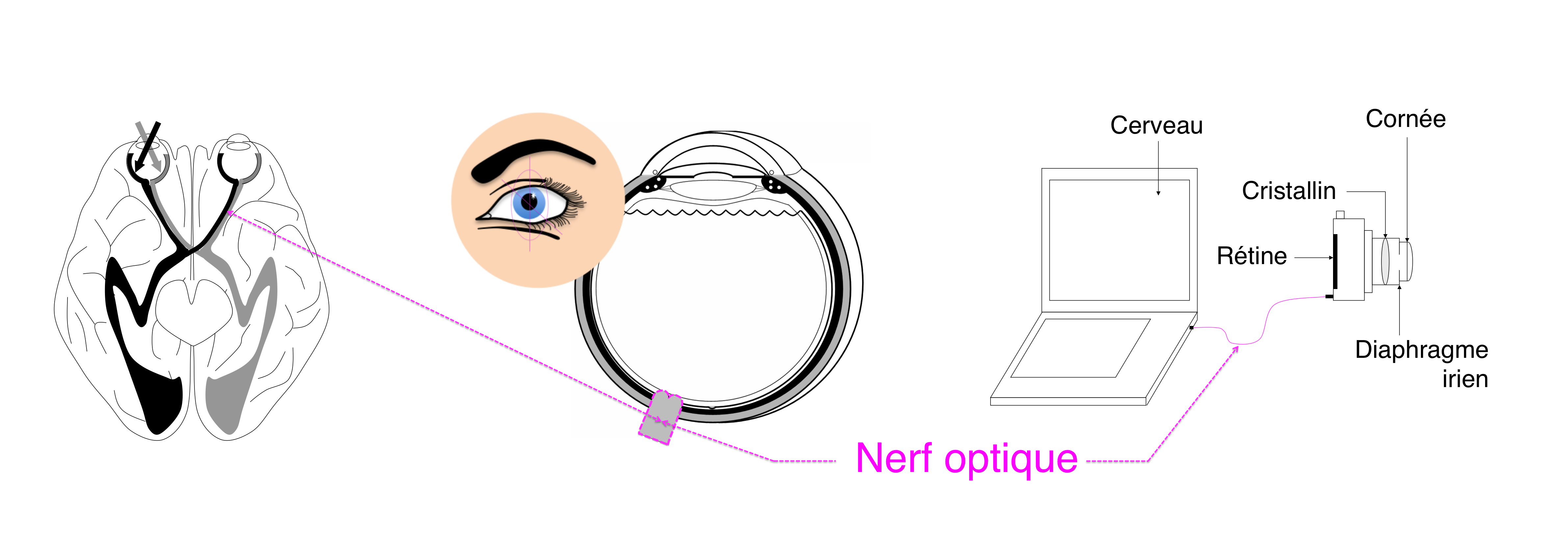 le nerf optique relie l'oeil au cerveau afin d'y transferer le meessage visuel